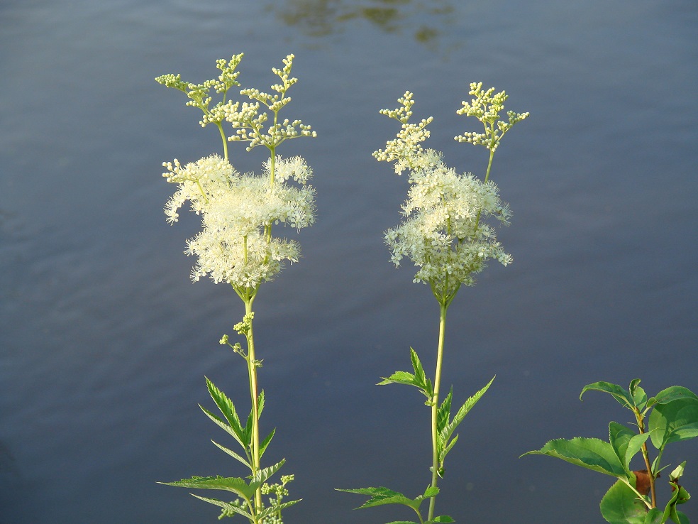 Image of Filipendula ulmaria specimen.