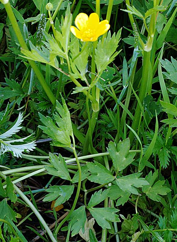 Image of Ranunculus repens specimen.