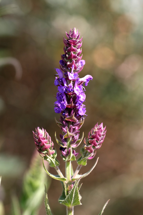 Image of Salvia deserta specimen.