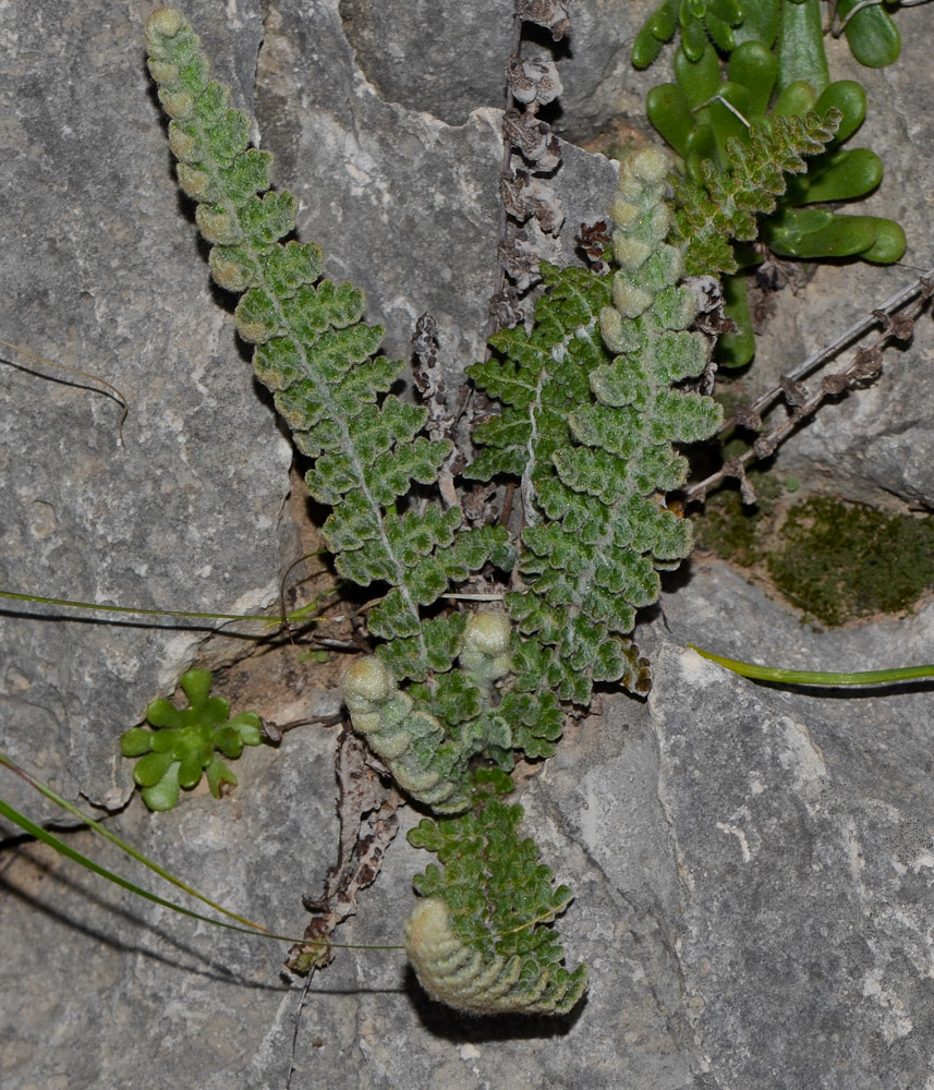 Image of Cosentinia vellea specimen.