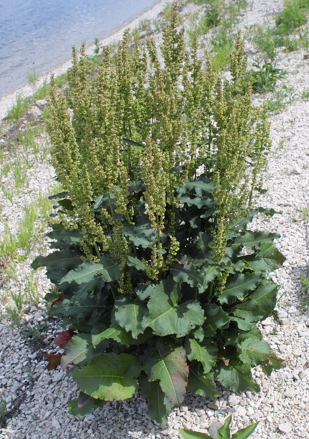 Image of Rumex confertus specimen.