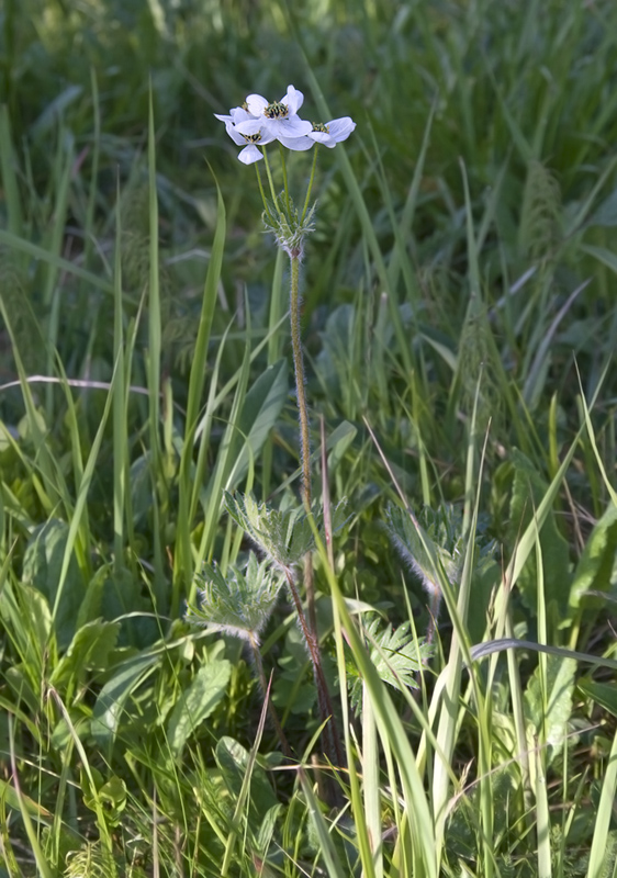 Изображение особи Anemonastrum crinitum.