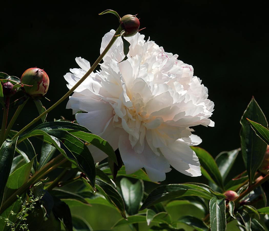 Image of Paeonia lactiflora specimen.