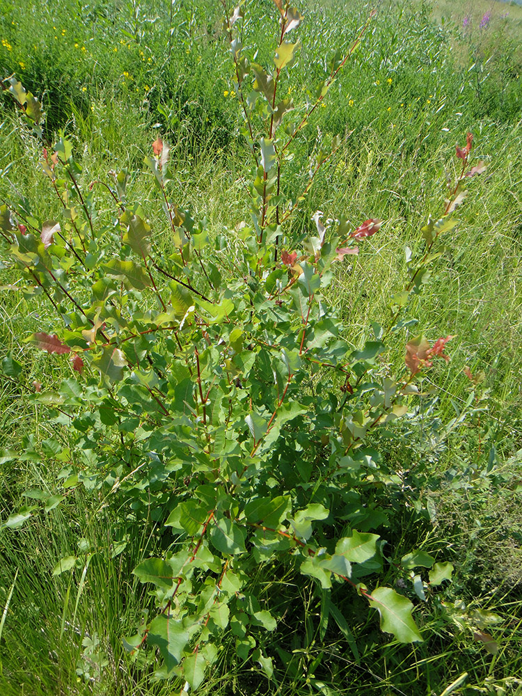 Изображение особи Salix pyrolifolia.