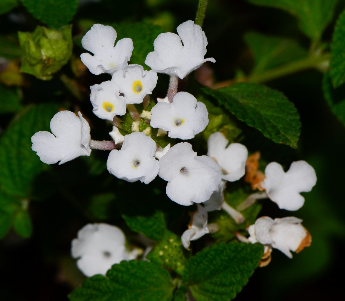 Image of Lantana montevidensis specimen.