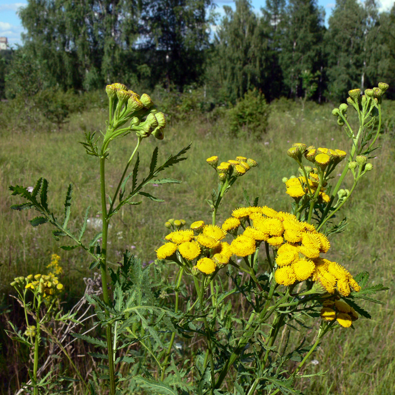 Image of Tanacetum vulgare specimen.