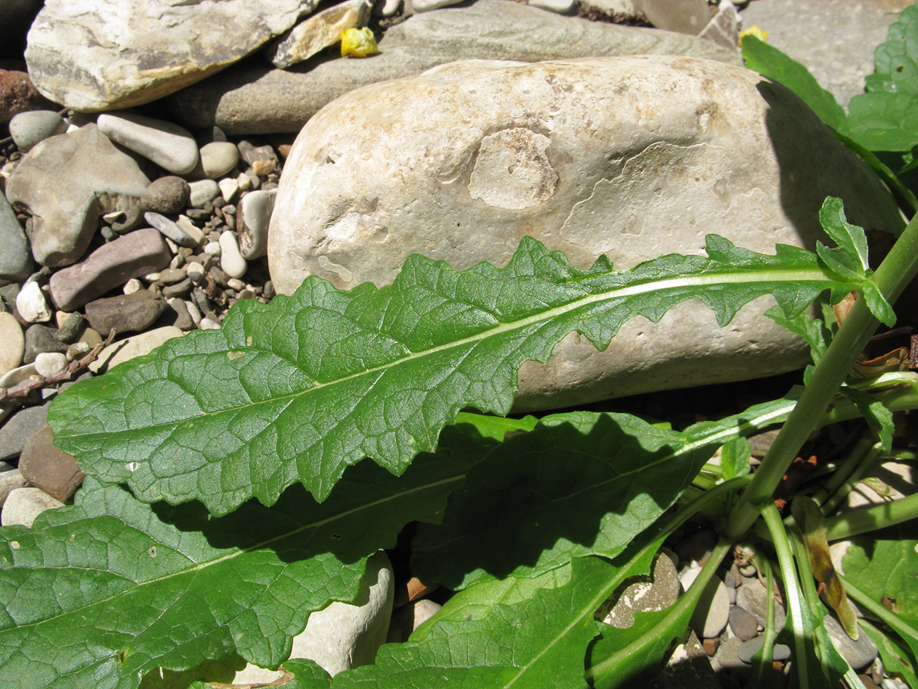 Image of Verbascum blattaria specimen.