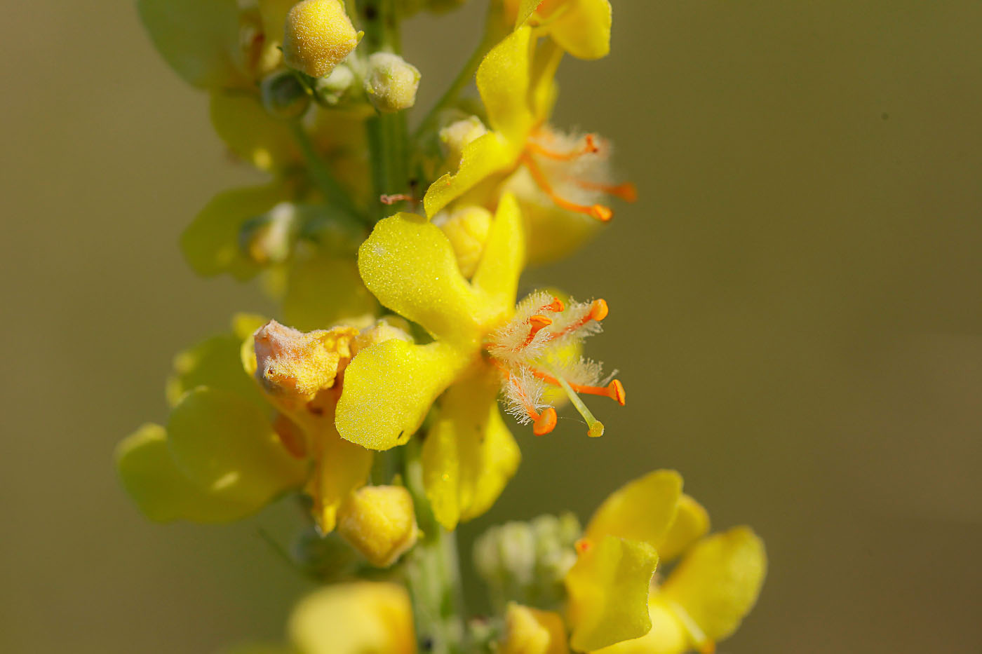 Image of Verbascum lychnitis specimen.