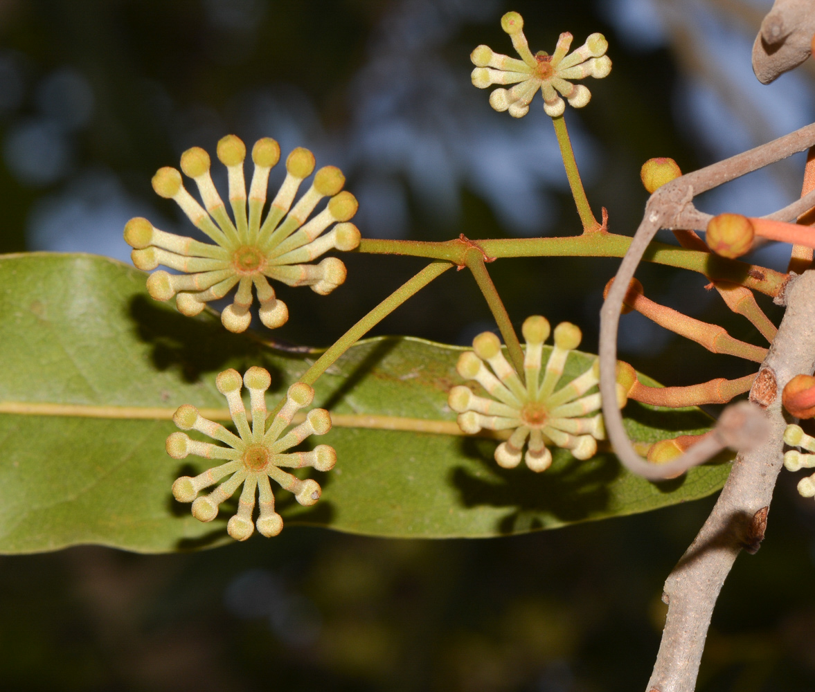 Image of Stenocarpus sinuatus specimen.