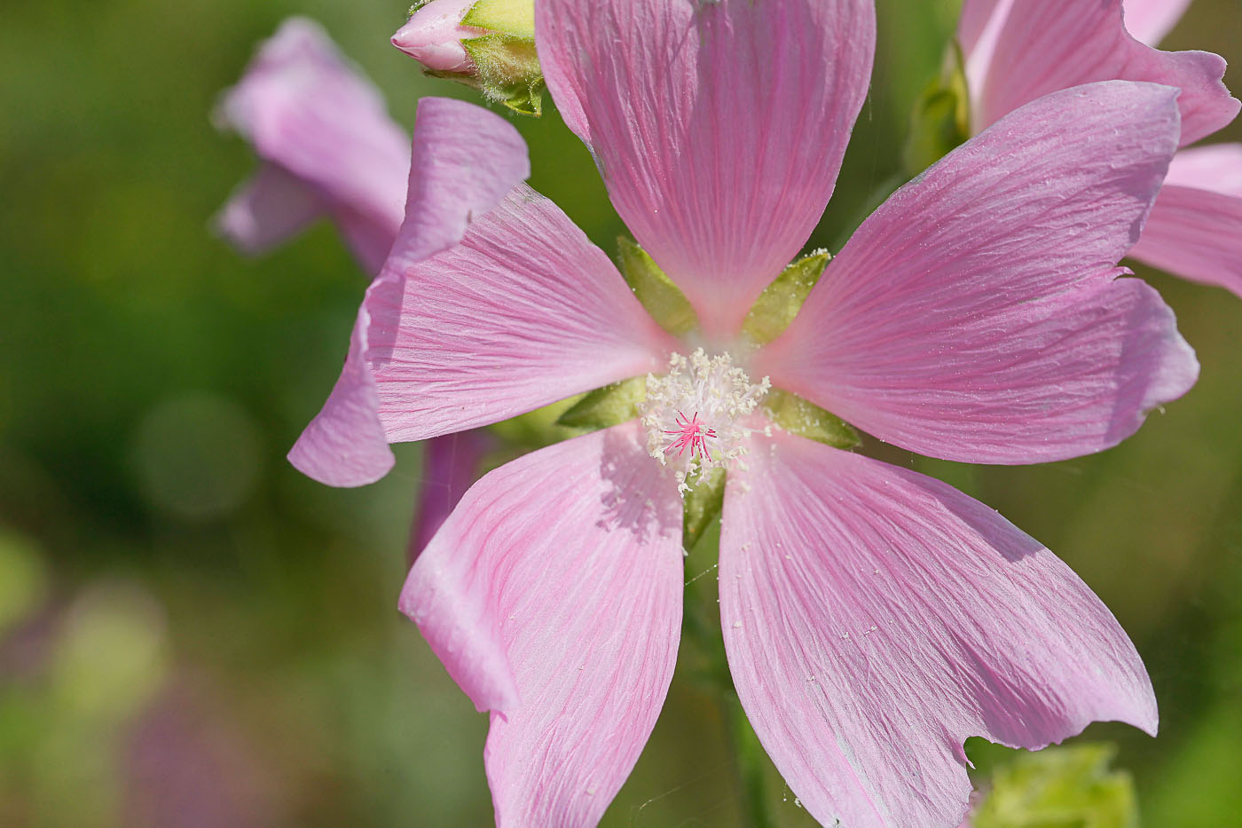 Image of Malva thuringiaca specimen.