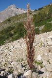 genus Calamagrostis