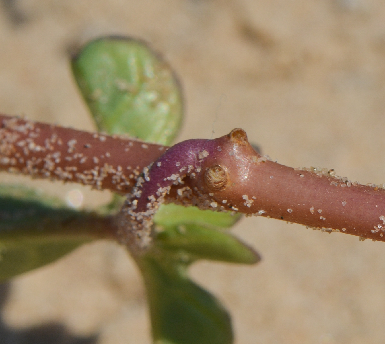 Image of Ipomoea imperati specimen.