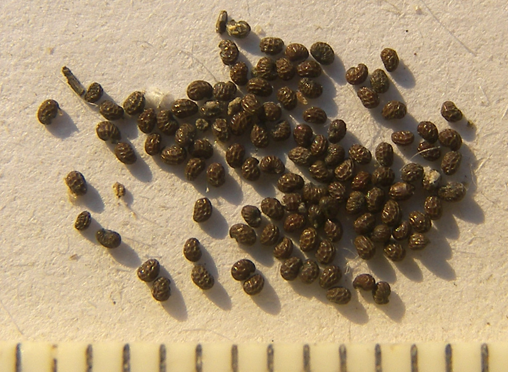 Image of Papaver hybridum specimen.