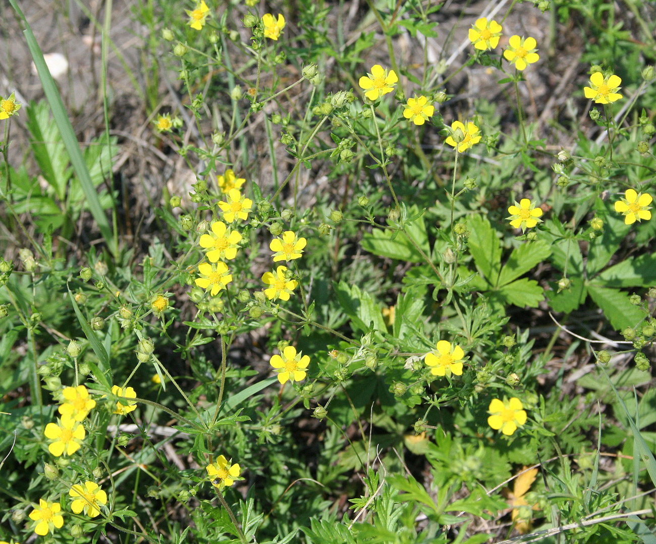 Image of Potentilla impolita specimen.