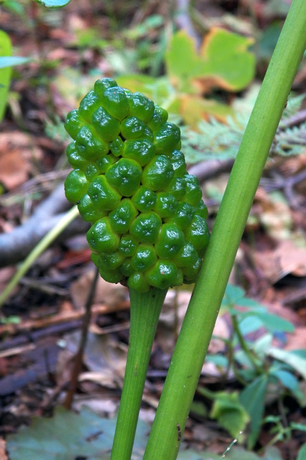 Image of Arisaema robustum specimen.