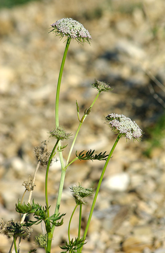 Image of Seseli condensatum specimen.