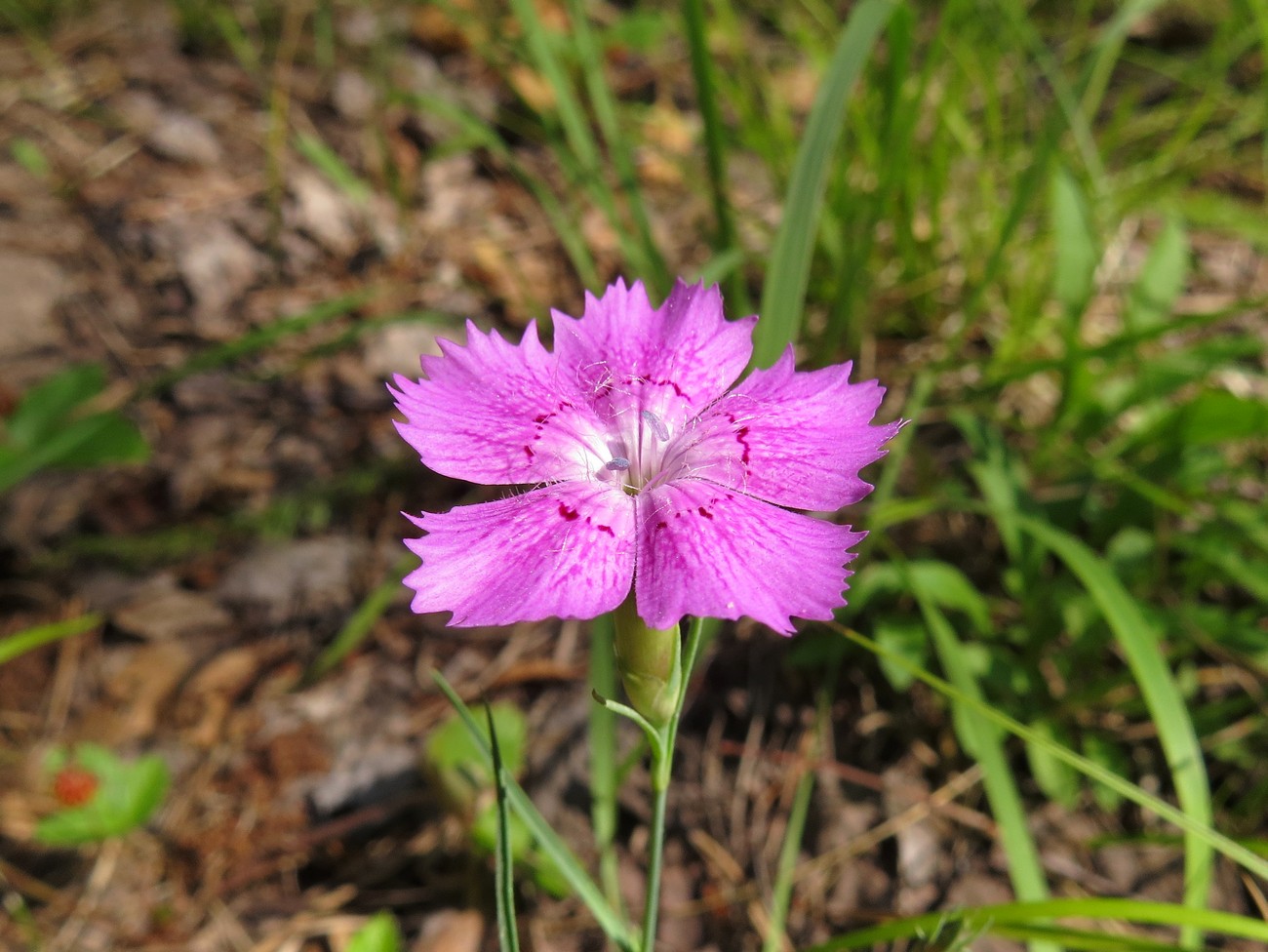 Изображение особи Dianthus versicolor.