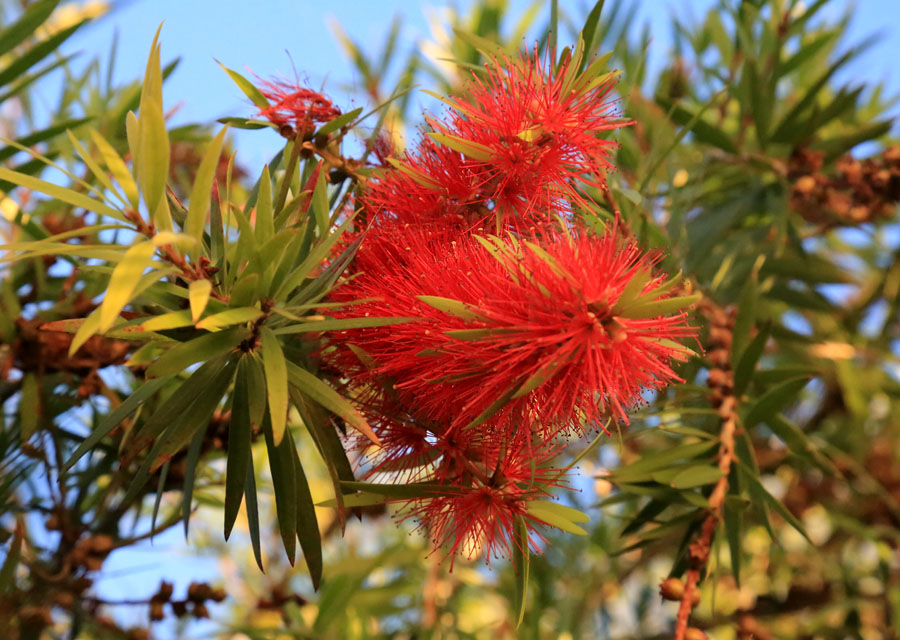 Image of genus Callistemon specimen.