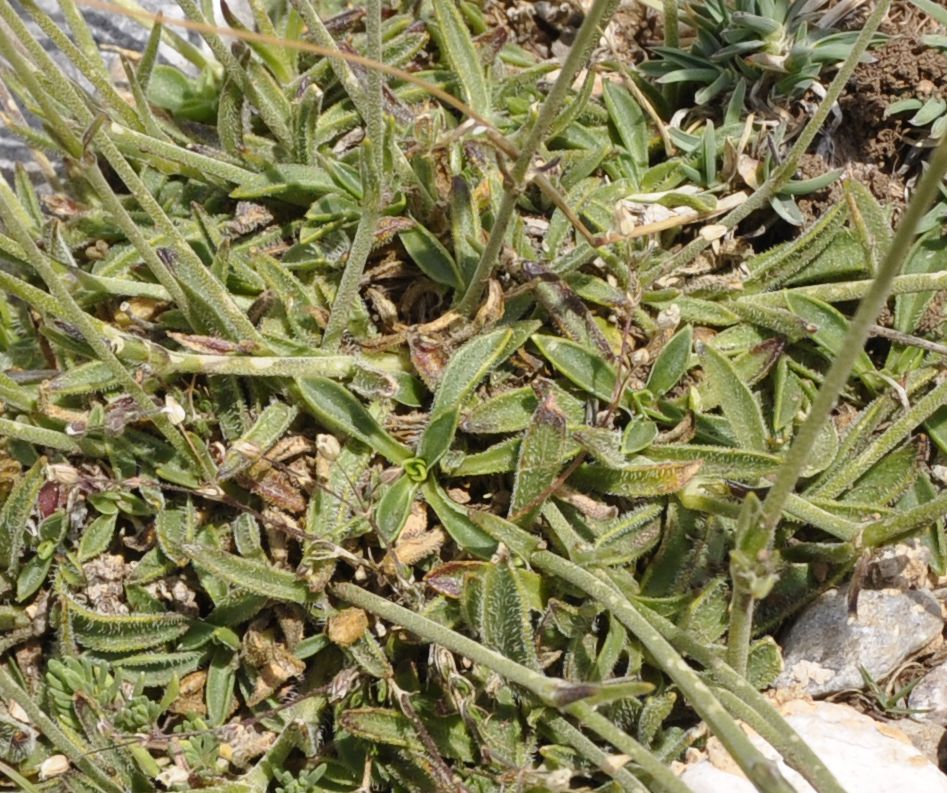 Изображение особи Silene ciliata ssp. graefferi.