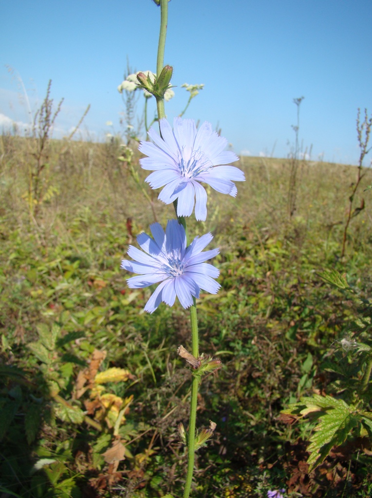 Image of Cichorium intybus specimen.