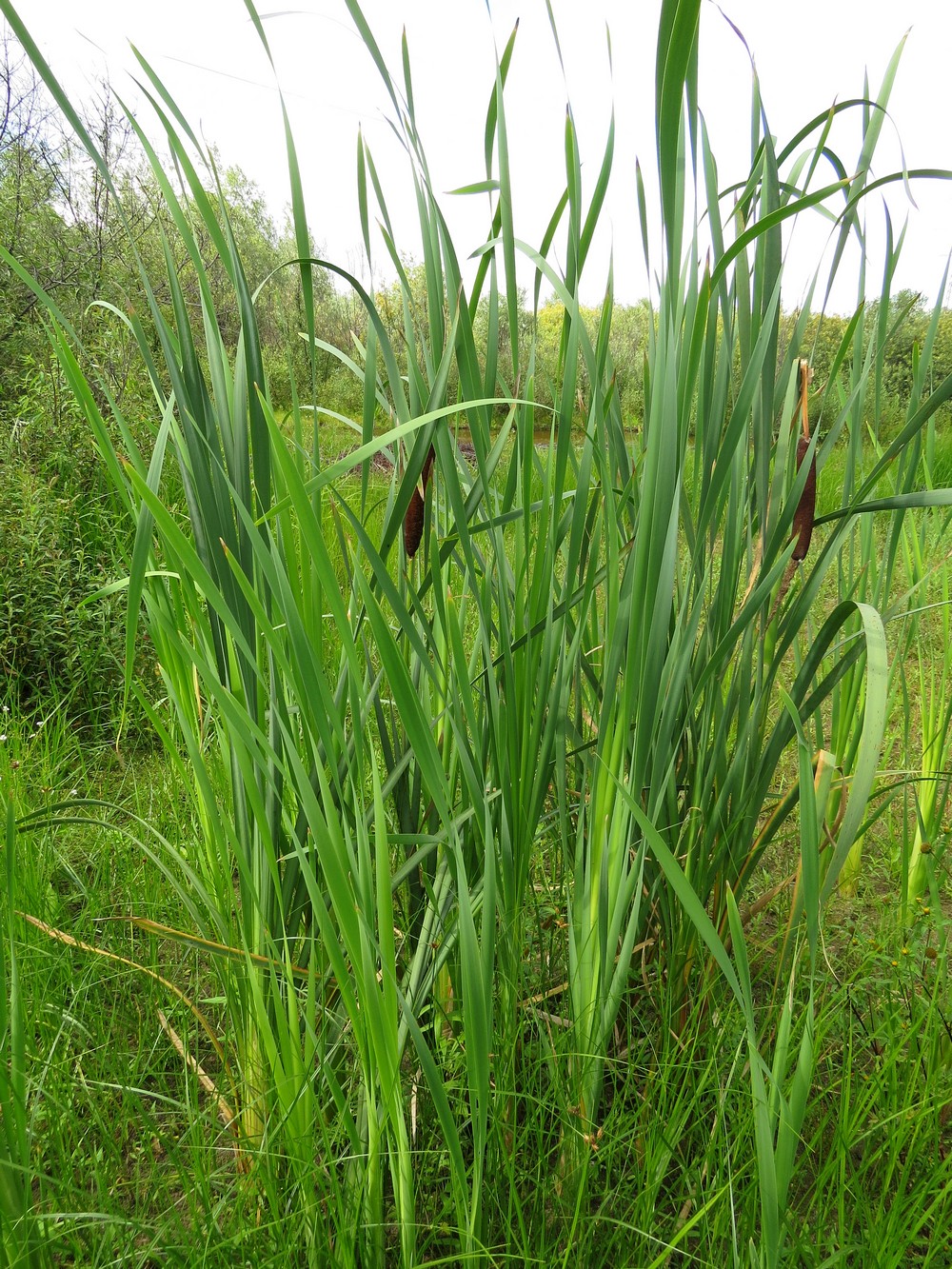 Image of Typha latifolia specimen.