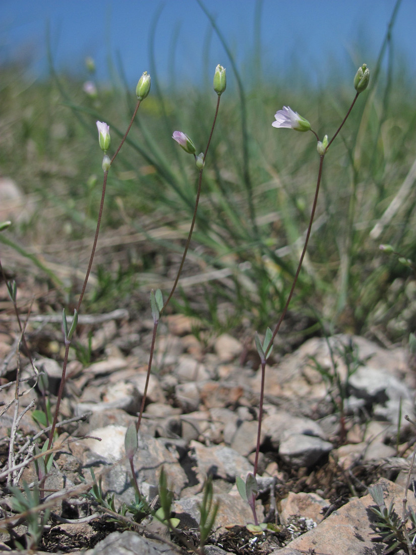 Изображение особи Holosteum marginatum.