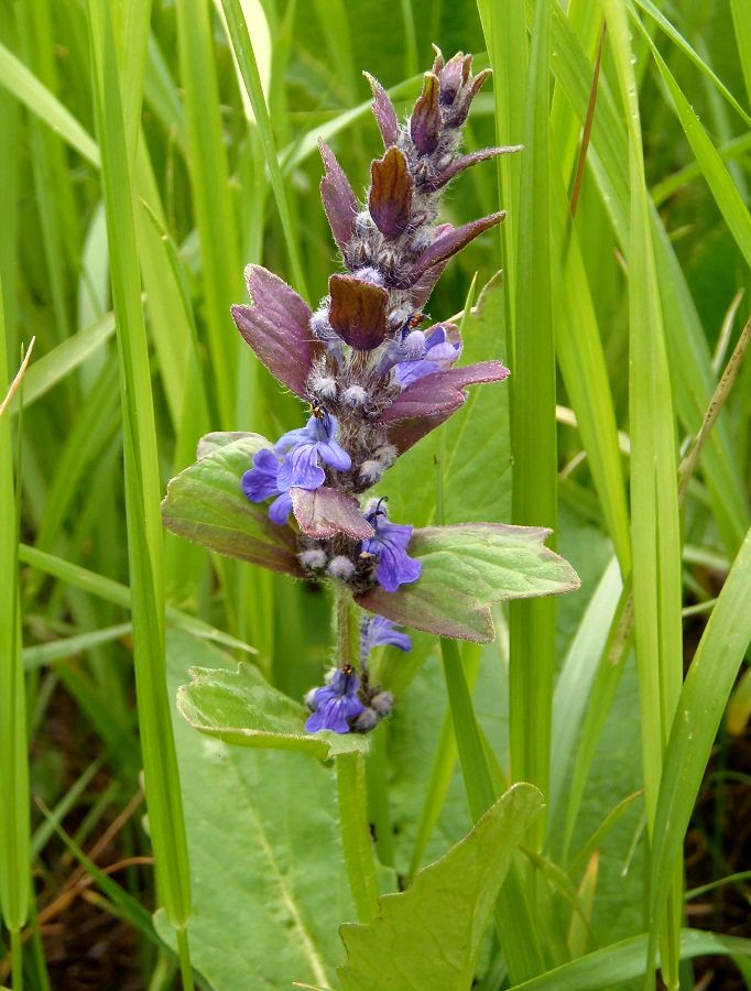 Изображение особи Ajuga genevensis.