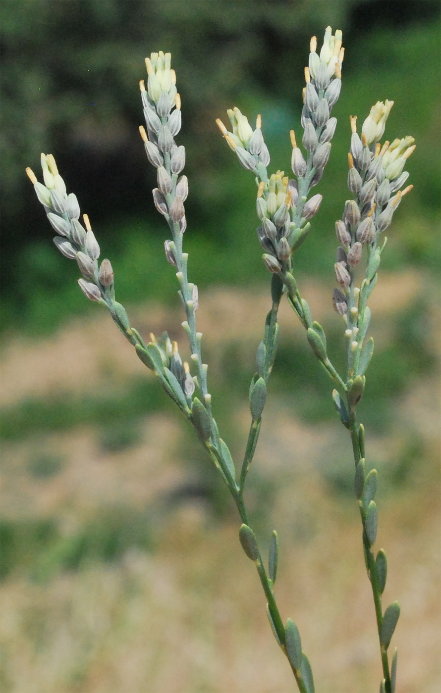 Image of Diarthron vesiculosum specimen.