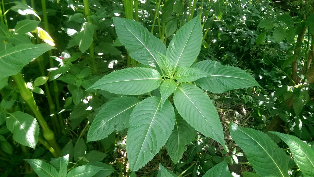 Image of Impatiens glandulifera specimen.