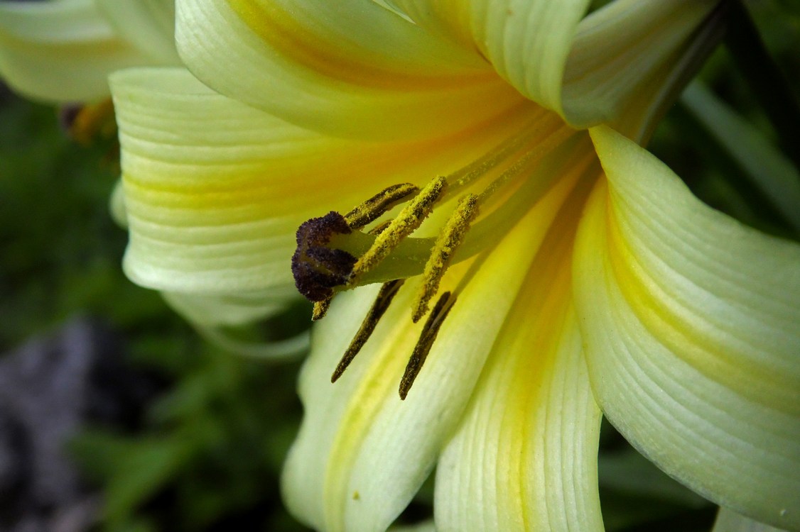 Image of Lilium kesselringianum specimen.