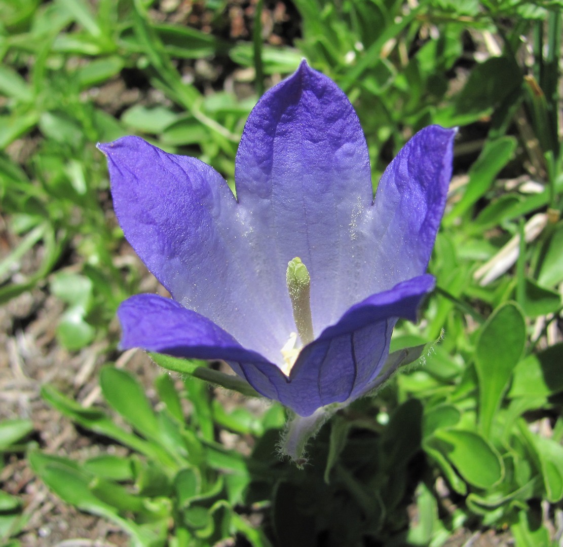 Image of Campanula biebersteiniana specimen.