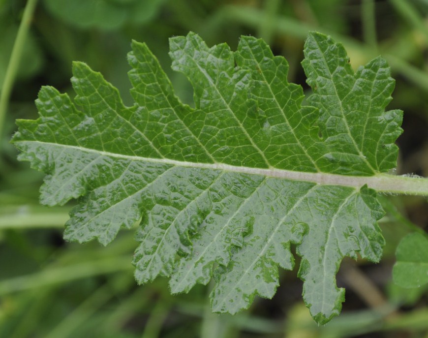 Image of Salvia verbenaca specimen.