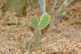 Opuntia microdasys