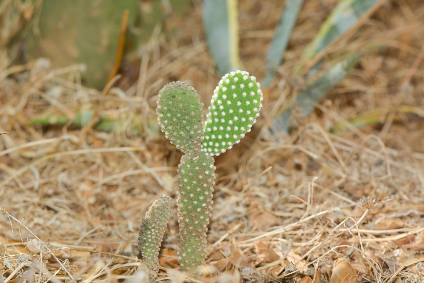 Image of Opuntia microdasys specimen.