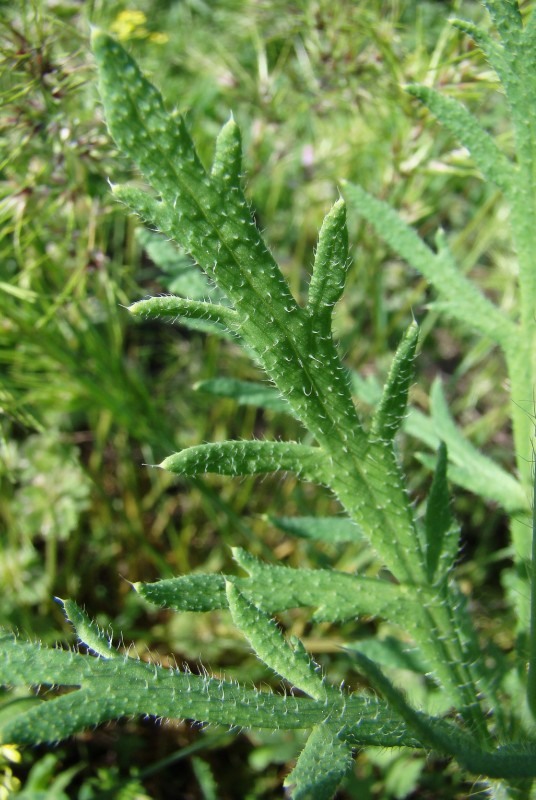 Image of Papaver stevenianum specimen.