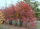 Viburnum opulus f. roseum