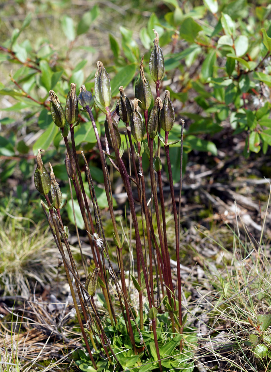 Image of Gentiana uniflora specimen.