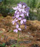 Cardamine trifida. Верхушка цветущего растения. Якутия, Мирнинский р-н, окр. пос. Светлый, устье р. Малая Ботуобуя. 07.06.2009.