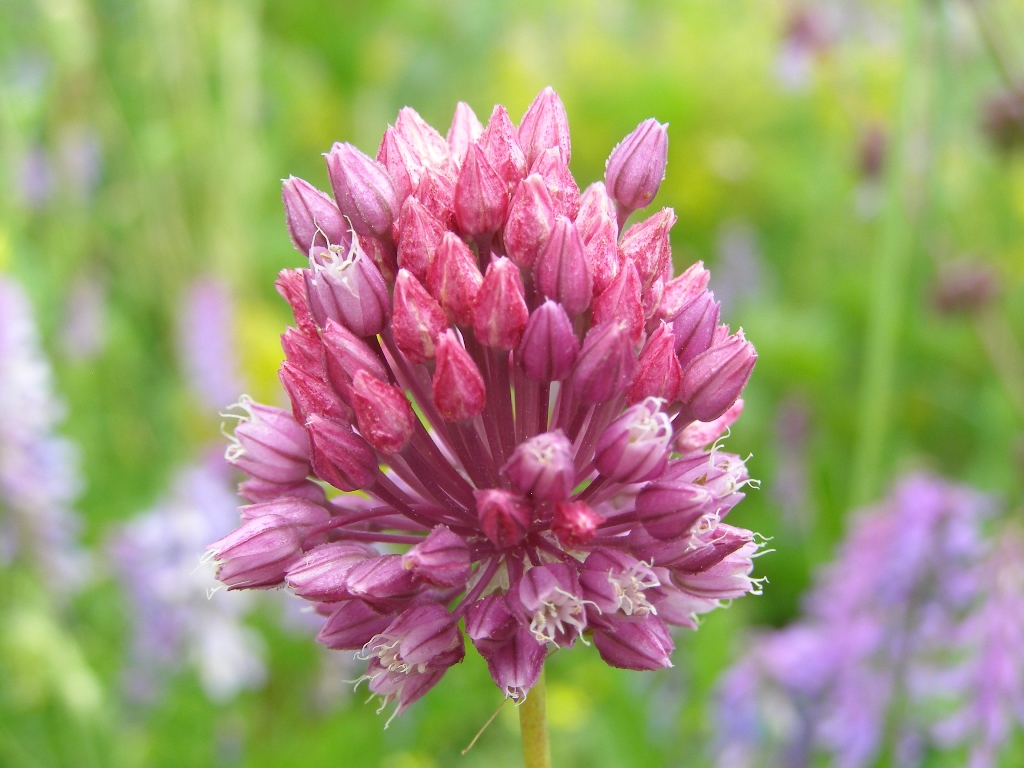 Image of Allium rotundum specimen.