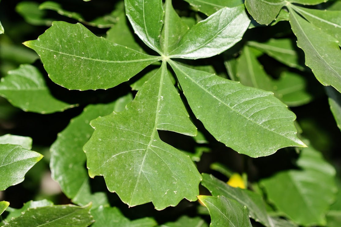 Image of familia Araliaceae specimen.