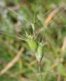 Aegilops ovata