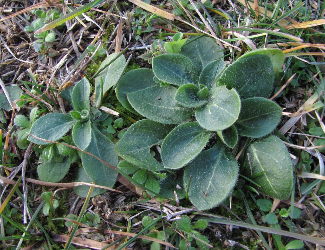 Image of genus Melandrium specimen.