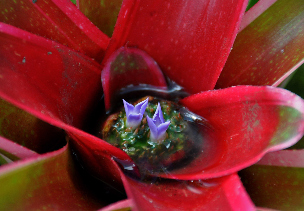 Image of genus Neoregelia specimen.