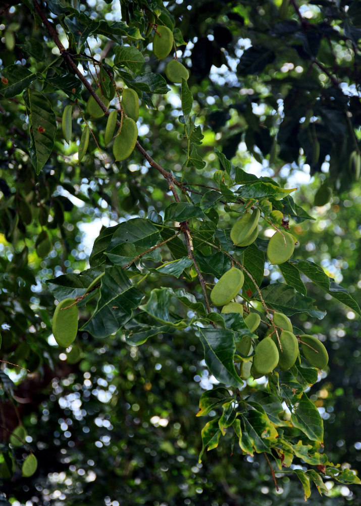 Image of Pongamia pinnata specimen.