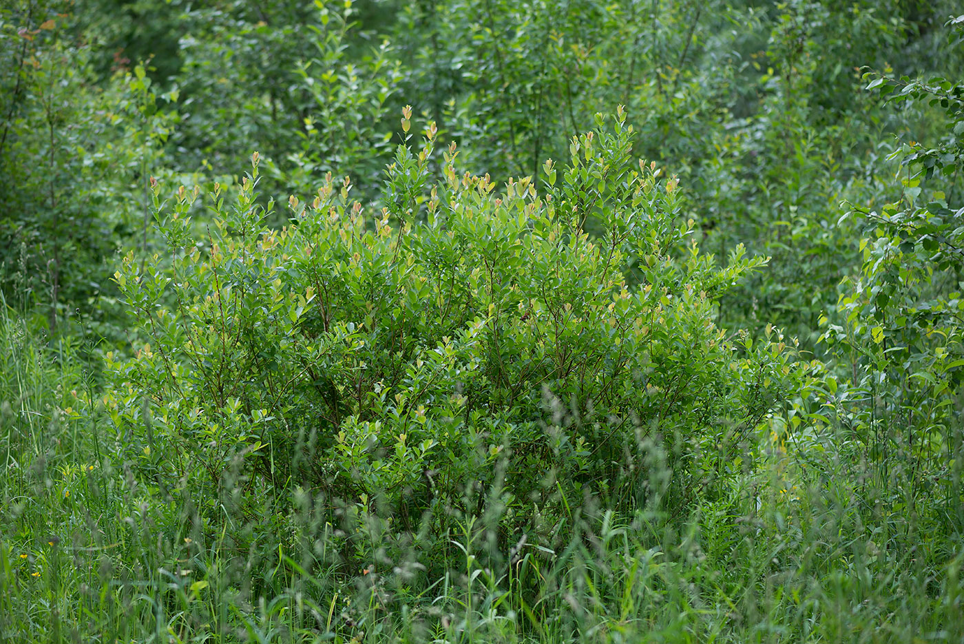 Salix starkeana