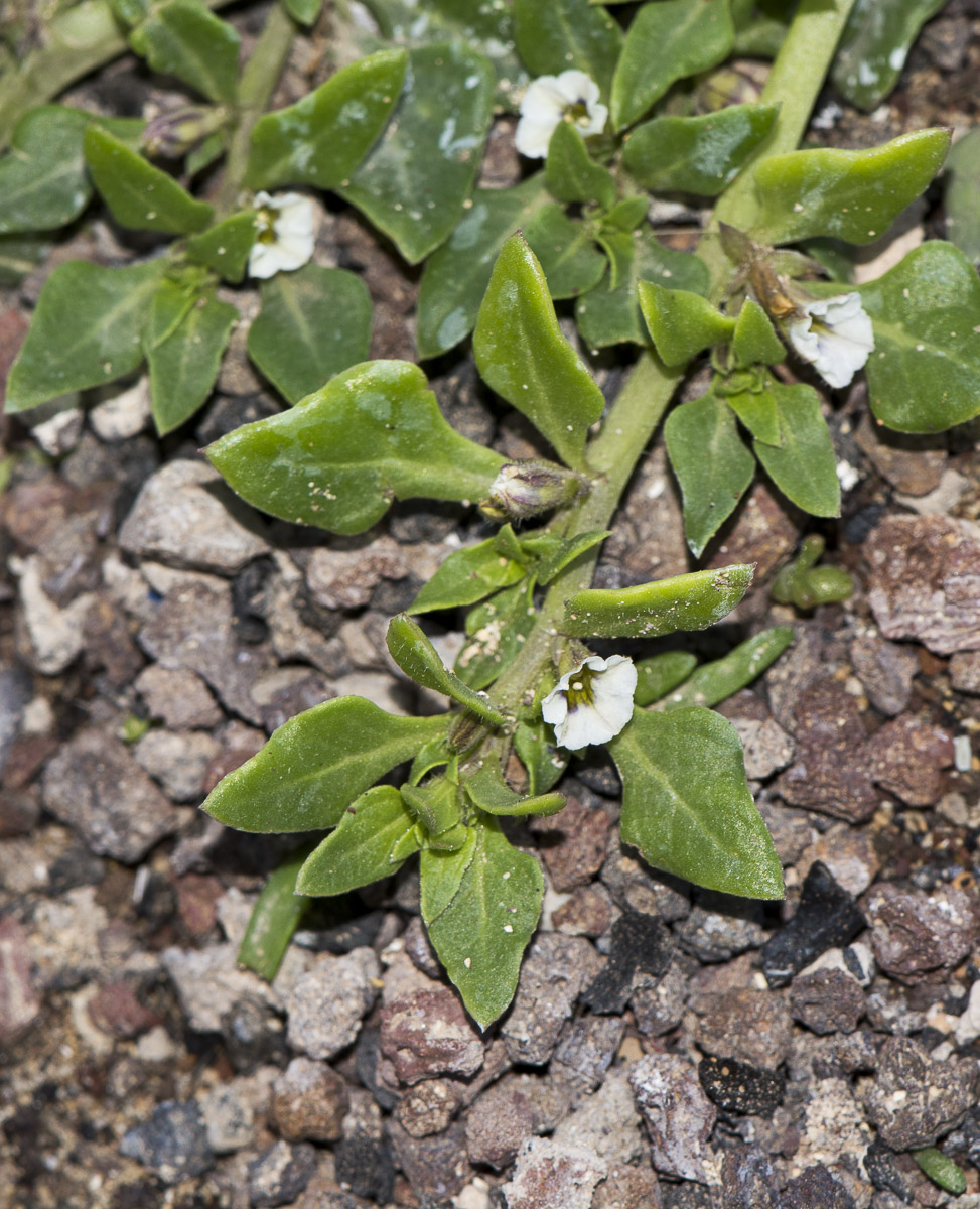 Изображение особи Sclerophylax spinescens.