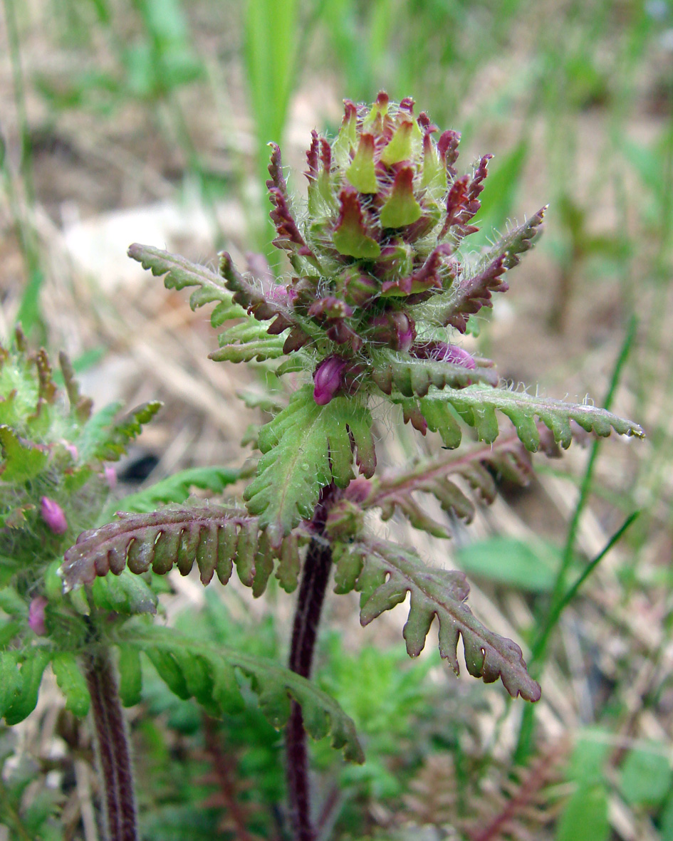 Image of Pedicularis verticillata specimen.