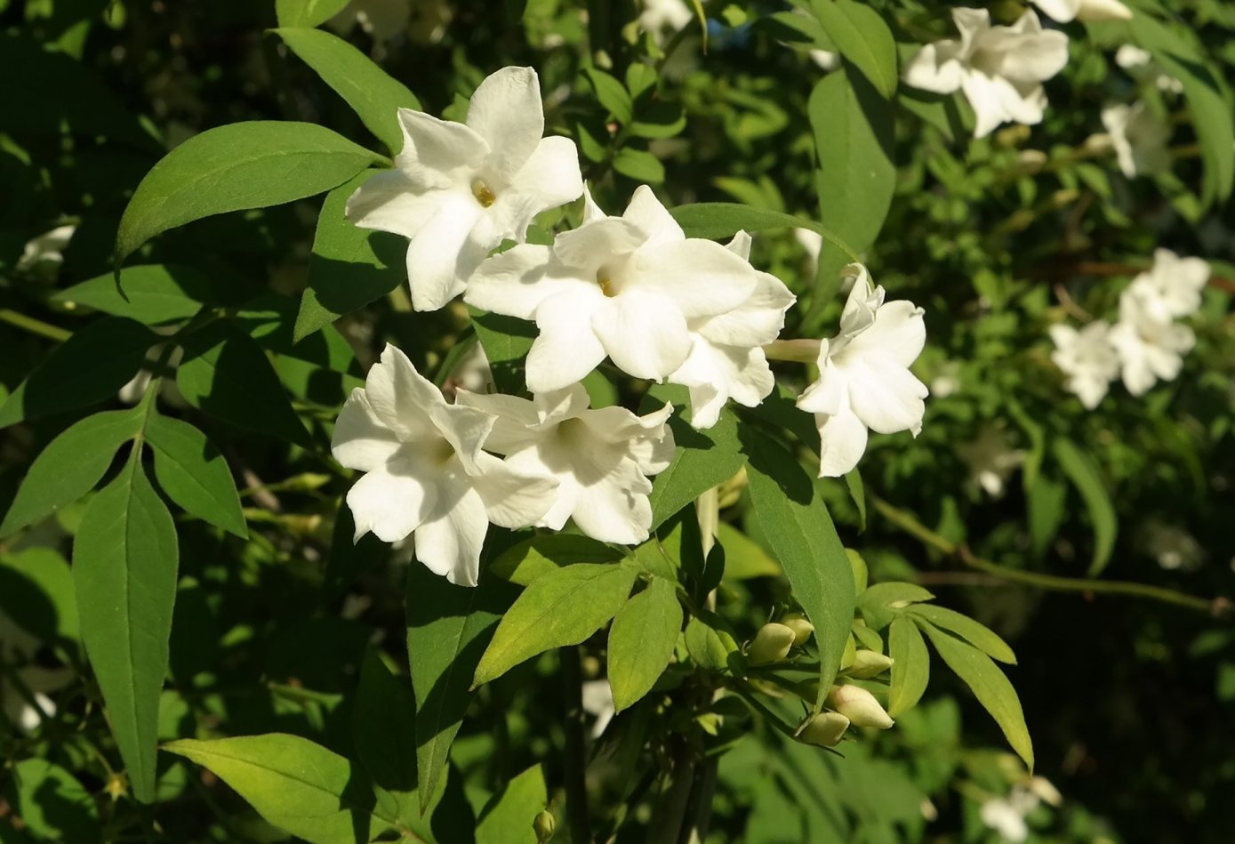 Image of Jasminum officinale specimen.