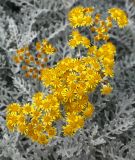 Senecio cineraria