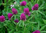 Trifolium alpestre. Верхушки побегов с соцветиями. Тульская обл., Алексинский р-н, долина р. Вашана, луговой склон. 12.06.2018.